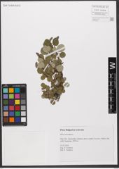 Foto von Salix reticulata L.